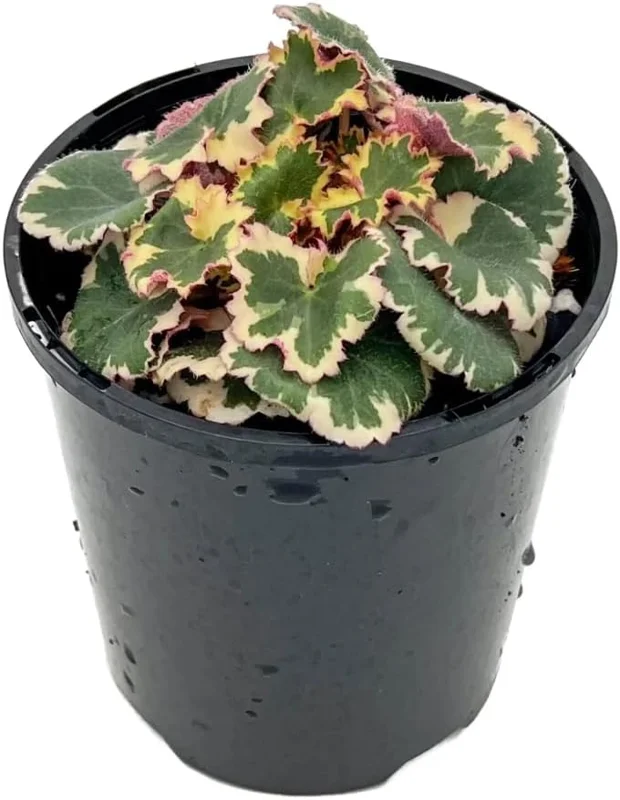 Variegated Strawberry Begonia Live Plant - Tricolor Houseplant in 4-inch Pot - Image 4