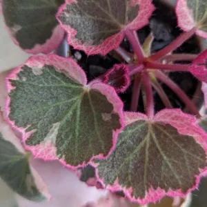Variegated Strawberry Begonia Live Plant - Tricolor Houseplant in 4-inch Pot - Image 5