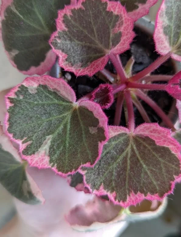 Variegated Strawberry Begonia Live Plant - Tricolor Houseplant in 4-inch Pot - Image 5
