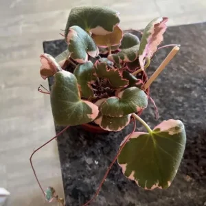 Variegated Strawberry Begonia Live Plant - Tricolor Houseplant in 4-inch Pot - Image 6