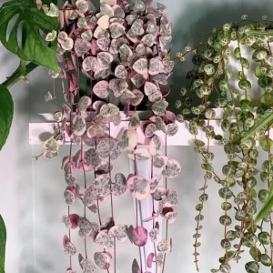 Variegated String of Hearts Live Plant - Ceropegia Woodii - Trailing Succulent, 4-inch Pot - Image 2