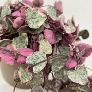 Variegated String of Hearts Live Plant - Ceropegia Woodii - Trailing Succulent, 4-inch Pot - Image 4
