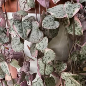 Variegated String of Hearts Live Plant - Ceropegia Woodii - Trailing Succulent, 4-inch Pot - Image 5