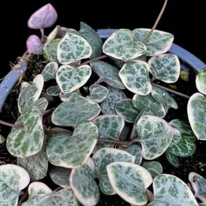Variegated String of Hearts Live Plant - Ceropegia Woodii - Trailing Succulent, 4-inch Pot - Image 6