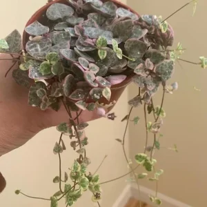 Variegated String of Hearts Live Plant - Ceropegia Woodii - Trailing Succulent, 4-inch Pot - Image 7