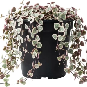 Variegated String of Hearts Live Plant - Ceropegia Woodii - Trailing Succulent, 4-inch Pot - Image 1
