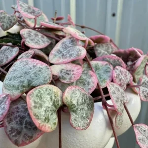 Variegated String of Hearts Live Plant, Trailing Succulent, Cream Pink, 6-inch Pot - Image 3