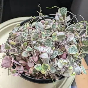 Variegated String of Hearts Live Plant, Trailing Succulent, Cream Pink, 6-inch Pot - Image 5