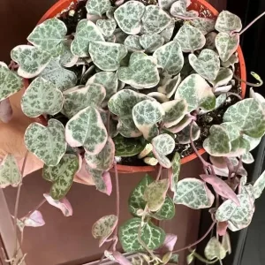 Variegated String of Hearts Live Plant, Trailing Succulent, Cream Pink, 6-inch Pot - Image 6