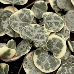 Variegated String of Hearts Live Plant, Trailing Succulent, Cream Pink, 6-inch Pot - Image 7