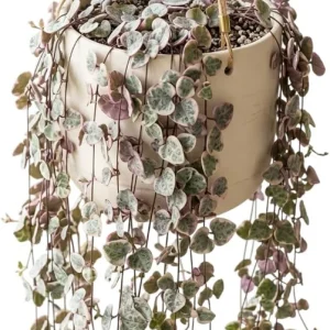 Variegated String of Hearts Live Plant, Trailing Succulent, Cream Pink, Ceropegia woodii 'Variegata', 2 Inch Pot, Indoor - Image 1