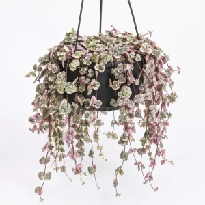 Variegated String of Hearts Live Plant, Trailing Succulent, Cream Pink, 6-inch Pot - Image 1