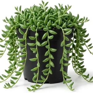 Variegated String of Pearls Live Plant - 4 Inch Potted Trailing Succulent for Indoors - Image 2