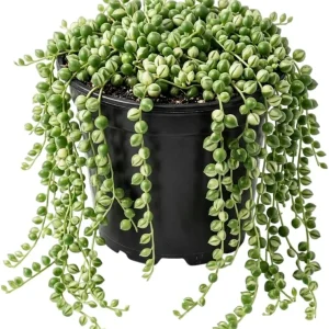 Variegated String of Pearls Live Plant - 4 Inch Potted Trailing Succulent for Indoors - Image 3