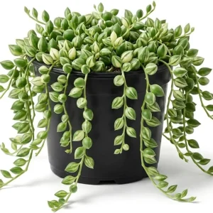 Variegated String of Pearls Live Plant - 4 Inch Potted Trailing Succulent for Indoors - Image 4