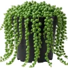 Variegated String of Pearls Live Plant - 4 Inch Potted Trailing Succulent for Indoors - Image 1