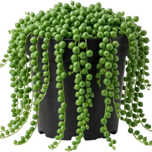 Variegated String of Pearls Live Plant - 4 Inch Potted Trailing Succulent for Indoors - Image 1
