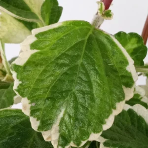 Variegated Swedish Ivy Plectranthus Coleoides Live Rooted Plant - Image 2