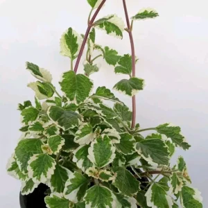Variegated Swedish Ivy Plectranthus Coleoides Live Rooted Plant - Image 3