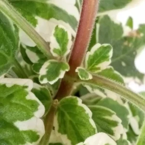 Variegated Swedish Ivy Plectranthus Coleoides Live Rooted Plant - Image 4