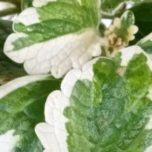 Variegated Swedish Ivy Plectranthus Coleoides Live Rooted Plant - Image 5