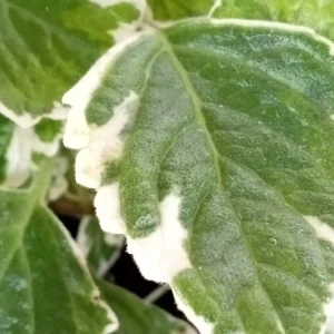 Variegated Swedish Ivy Plectranthus Coleoides Live Rooted Plant - Image 6