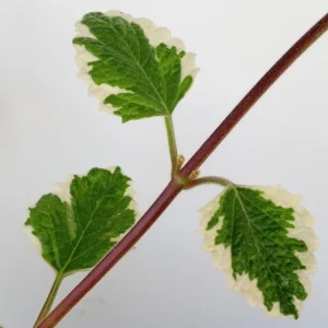 Variegated Swedish Ivy Plectranthus Coleoides Live Rooted Plant - Image 7