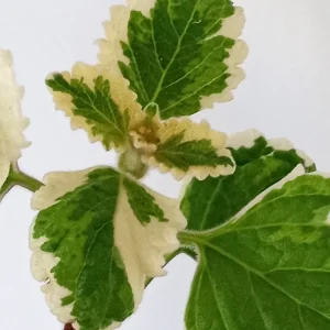 Variegated Swedish Ivy Plectranthus Coleoides Live Rooted Plant - Image 8