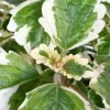 Variegated Swedish Ivy Plectranthus Coleoides Live Rooted Plant - Image 1