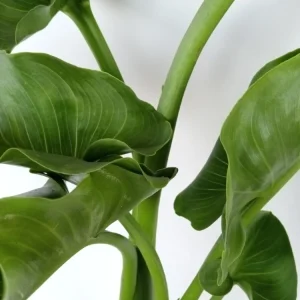 White Calla Lily Live Plant - Rooted Starter Perennial - Indoor & Outdoor - Image 10