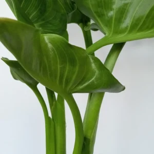 White Calla Lily Live Plant - Rooted Starter Perennial - Indoor & Outdoor - Image 11