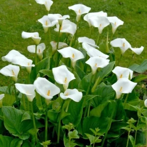 White Calla Lily Live Plant - Rooted Starter Perennial - Indoor & Outdoor - Image 13