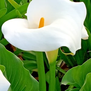 White Calla Lily Live Plant - Rooted Starter Perennial - Indoor & Outdoor - Image 2