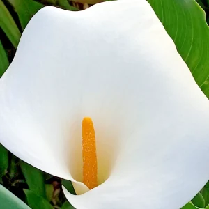 White Calla Lily Live Plant - Rooted Starter Perennial - Indoor & Outdoor - Image 3