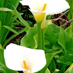 White Calla Lily Live Plant - Rooted Starter Perennial - Indoor & Outdoor - Image 4