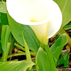 White Calla Lily Live Plant - Rooted Starter Perennial - Indoor & Outdoor - Image 5