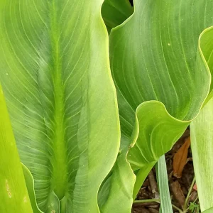 White Calla Lily Live Plant - Rooted Starter Perennial - Indoor & Outdoor - Image 6