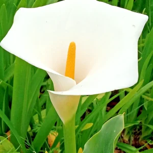 White Calla Lily Live Plant - Rooted Starter Perennial - Indoor & Outdoor - Image 1