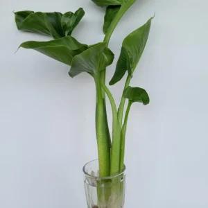 White Calla Lily Live Plant - Rooted Starter Perennial - Indoor & Outdoor - Image 7