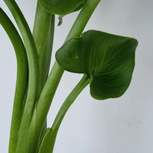 White Calla Lily Live Plant - Rooted Starter Perennial - Indoor & Outdoor - Image 8