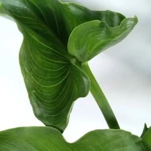 White Calla Lily Live Plant - Rooted Starter Perennial - Indoor & Outdoor - Image 9