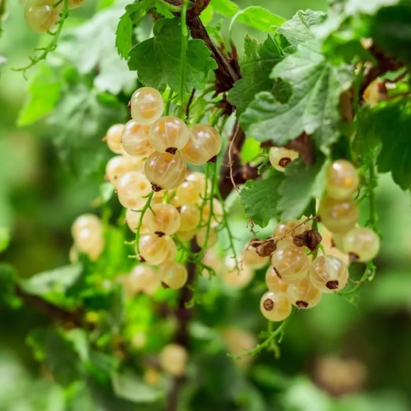 White Currant Live Plant - Cold Hardy Bush, 6-12" Tall, Zone 3-8 - Image 2
