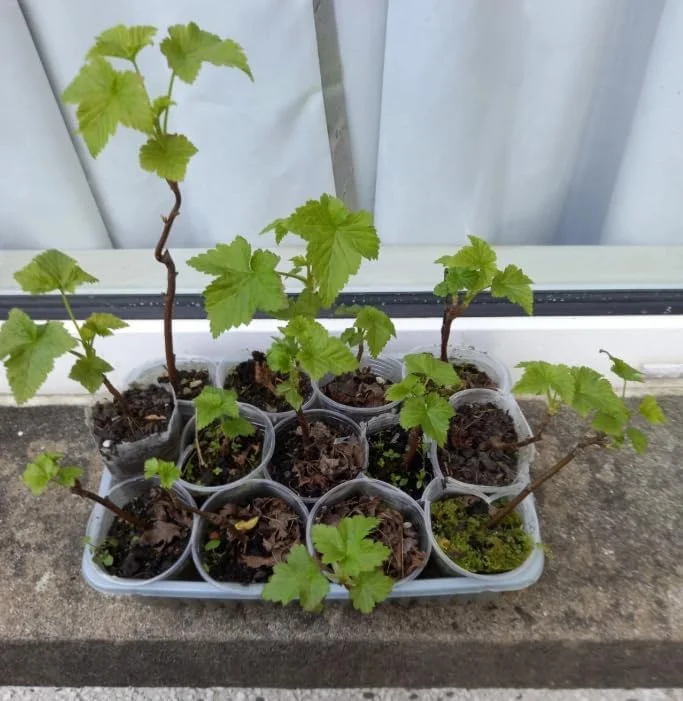 White Currant Live Plant - Cold Hardy Bush, 6-12" Tall, Zone 3-8 - Image 3