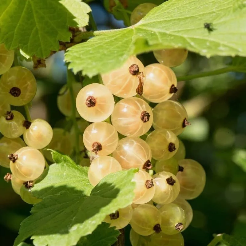 White Currant Live Plant - Cold Hardy Bush, 6-12" Tall, Zone 3-8 - Image 6