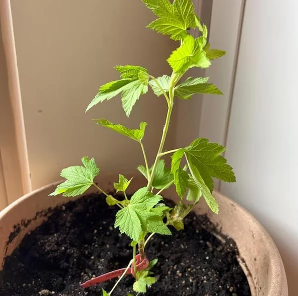 White Currant Live Plant - Cold Hardy Bush, 6-12" Tall, Zone 3-8 - Image 7