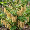 White Currant Live Plant - Cold Hardy Bush, 6-12" Tall, Zone 3-8 - Image 1