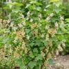 White Currant Live Plant - Cold Hardy Fruiting Shrub for Garden, 6-12" Tall - Image 1