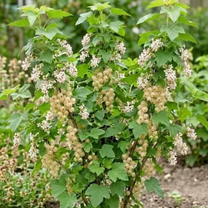 White Currant Live Plant - Cold Hardy Fruiting Shrub for Garden, 6-12