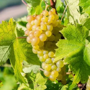 White Grape Vine Live Plant, Sweet Grape, Bare Root, Zone 5-9, 6-12" Tall - Image 2