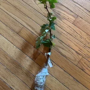 White Grape Vine Live Plant, Sweet Grape, Bare Root, Zone 5-9, 6-12